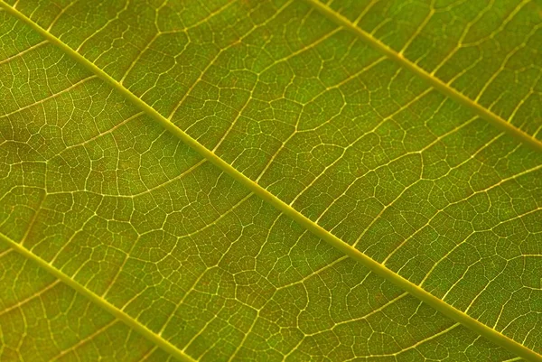 Beautiful Leaf Veins Jabon Plant Anthocephalus Macrophyllus One Pioneer Indigenous — Stock Photo, Image