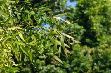 Genel olarak cajuput olarak bilinen Melaleuca cajuputi bitkileri seçilmiş odak noktasıdır. Cajuput yağı, kajuput ağaçlarının yapraklarından damıtılarak elde edilen uçucu bir yağdır..