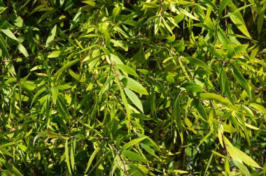 Genel olarak cajuput olarak bilinen Melaleuca cajuputi bitkileri seçilmiş odak noktasıdır. Cajuput yağı, kajuput ağaçlarının yapraklarından damıtılarak elde edilen uçucu bir yağdır..