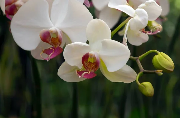 Fehér Lepke Orchideák Phalaenopsis Amabilis Közismert Nevén Hold Orchidea Egy — Stock Fotó