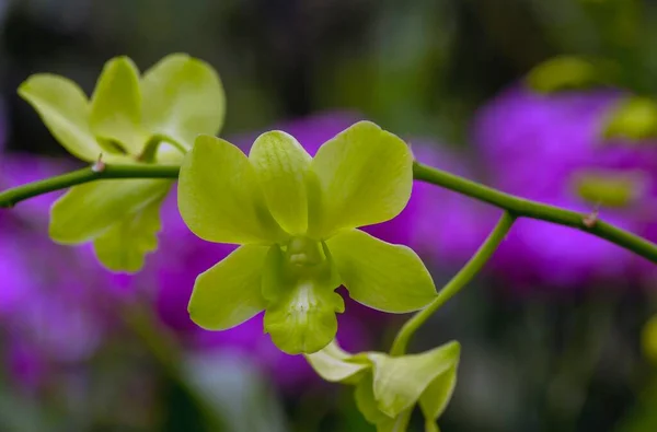 Green Moth Orchids Phalaenopsis Amabilis Commonly Known Moon Orchid Species — Stock Photo, Image