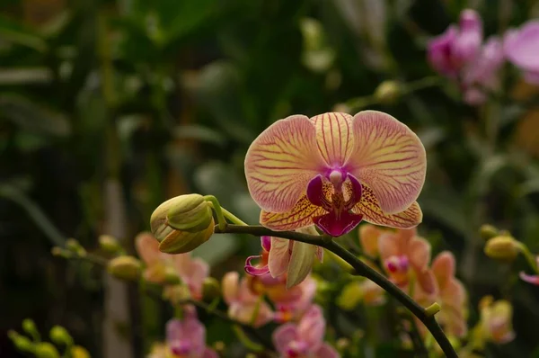 Πορτοκαλί Ορχιδέες Σκώρος Phalaenopsis Amabilis Κοινώς Γνωστή Ορχιδέα Φεγγάρι Ένα — Φωτογραφία Αρχείου