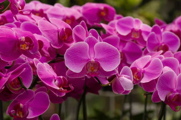 Pink Moth Orchids Phalaenopsis Amabilis Commonly Known Moon Orchid Species — Stock Photo, Image