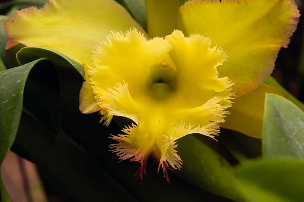 Orquídeas Amarelas Oncídio Com Fundo Embaçado Berçário — Fotografia de Stock