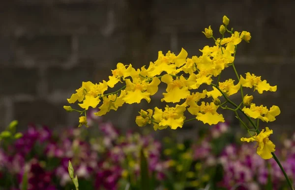 Żółte Orchidee Oncidium Rozmytym Tłem Przedszkolu — Zdjęcie stockowe