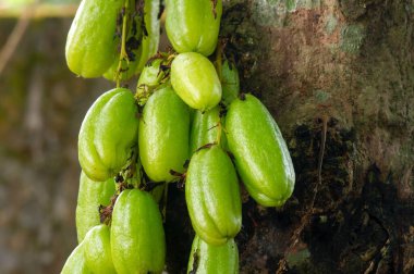 Averrhoa bilimbi ağacında asılıdır, yaygın olarak bilimbi, salatalık ağacı ya da ağaç kuşu olarak bilinir, Averrhoa cinsinin meyve taşıyan bir ağacı, sağlık için birçok fayda ve vitamin, seçilmiş odaklanma