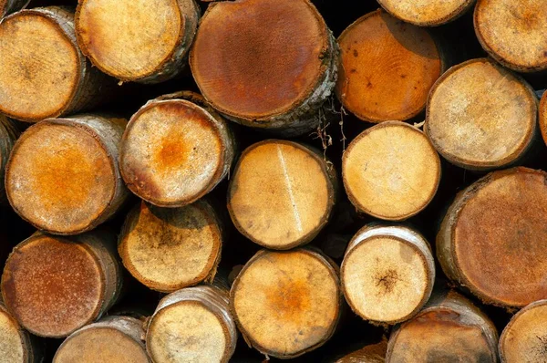 Stack of coconut tree trunks (Cocos nucifera), wood logs. Front view. Natural background.