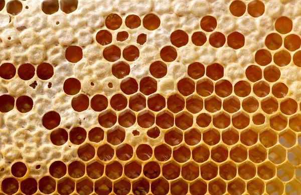 Медовое Пчелиное Гнездо Ульи Природных Дождевых Лесов Гунунг Кидуле Джокьякарта — стоковое фото