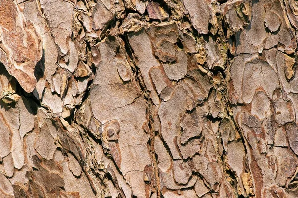 Het Oppervlak Van Een Oude Mahonie Swietenia Mahagoni Boomschors Voor — Stockfoto