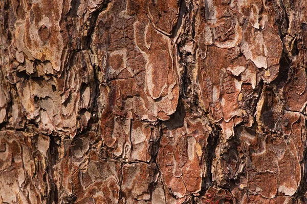 Superficie Vecchio Albero Mogano Swietenia Mahagoni Corteccia Sfondo Naturale — Foto Stock