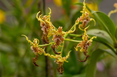 Dendrobium stratiotes orchid in the nursery.