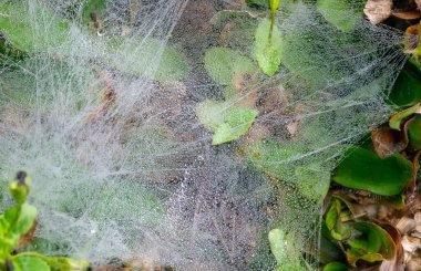 Spider webs on the grass with water drops from the morning dew, in shallow focus. Natural background.