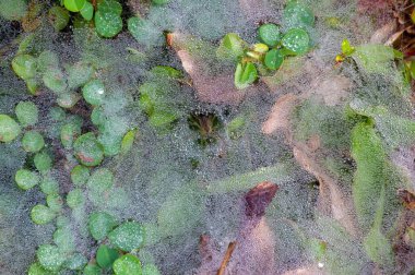 Çimlerin üzerinde küçük siyah bir örümcek sabah çiğ tanesinden su damlalarıyla sığ bir odak noktasında. Doğal arkaplan.