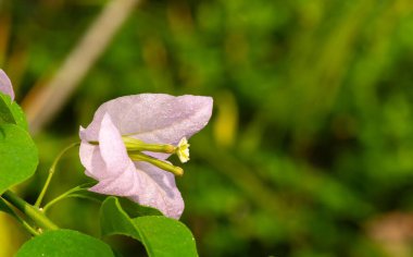 Bougainvillea pistil in shallow focus, is a climbing plant that has thin, pink, red or purple flowers