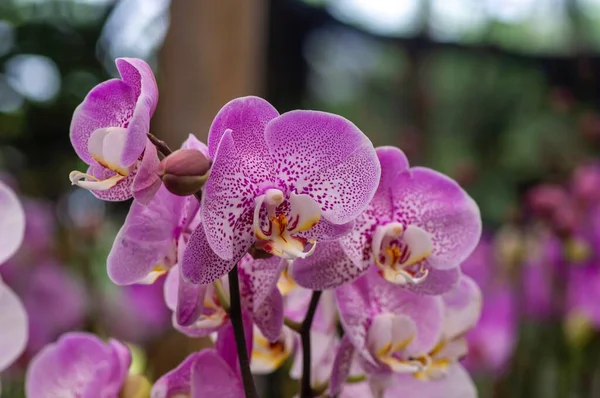 Textired Pink Moth Orchids Phalaenopsis Amabilis Commonly Known Moon Orchid — Stok fotoğraf