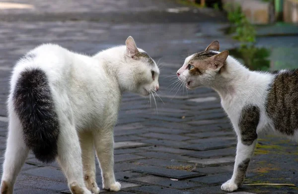 Two cats in conflict, ready for fighting, in shallow focus.