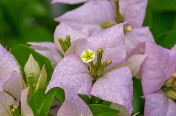 Bougainvillea Pistil Foco Raso Uma Planta Escalada Que Tem Flores — Fotografia de Stock