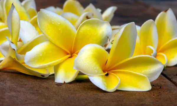 Kamboja Blomst Plumeria Slægt Blomstrende Planter Familien Apocynaceae Også Kendt - Stock-foto