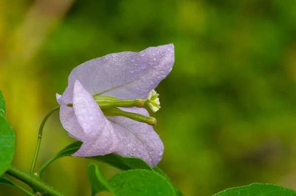 Bougainvillea Pistil Foco Raso Uma Planta Escalada Que Tem Flores — Fotografia de Stock