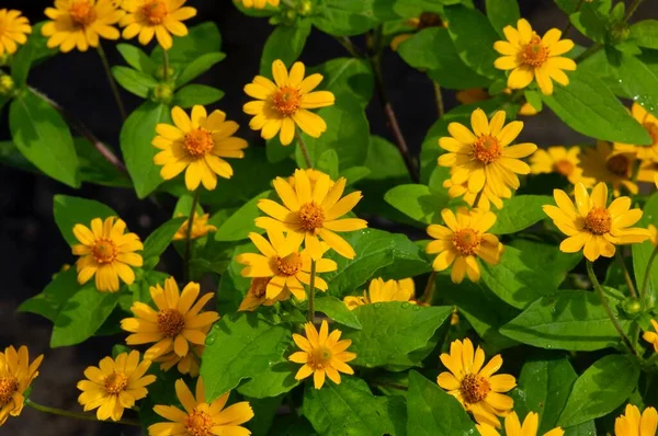 Melampodium Butter Daisy Мініатюрна Сонячна Квітка Жовта Квітка Rudbeckia Heliopsis — стокове фото