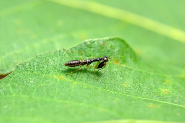 Genç ve küçük siyah peygamber devesi (belalang Sembah), ya da dua eden peygamber devesi, yeşil yaprakların üzerinde, sığ odak.