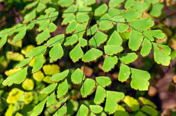 Genç Adiantum Yeşil Eğreltiotu Yaprakları Sığ Odak Noktasında — Stok fotoğraf