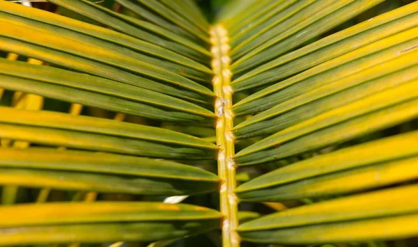 Gros Plan Feuilles Palmier Vert Jaune Fond Naturel — Photo