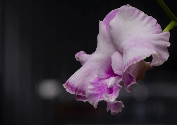 Texturerade Lila Moth Orkidéer Phalaenopsis Amabilis Allmänt Känd Som Månen — Stockfoto
