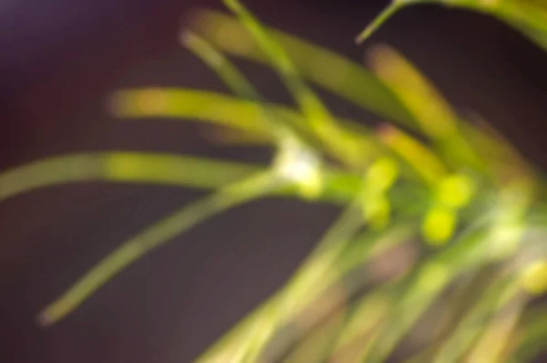 Defokussierte Abstrakte Hintergrund Der Grünen Nadelholzpflanze — Stockfoto