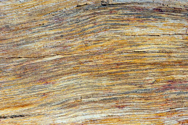 Legno Teak Pietrificato Texture Fossile Fuoco Superficiale Fondo Naturale — Foto Stock