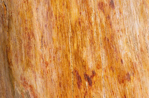 Madeira Teca Petrificada Textura Fóssil Foco Raso Fundo Natural — Fotografia de Stock
