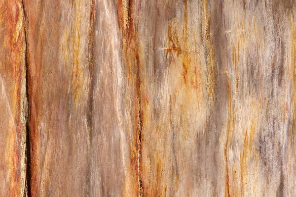 Petrified Teak Wood Fossil Texture Shallow Focus Natural Background — Stock Photo, Image