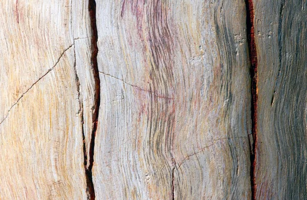 Madeira Teca Petrificada Textura Fóssil Foco Raso Fundo Natural — Fotografia de Stock