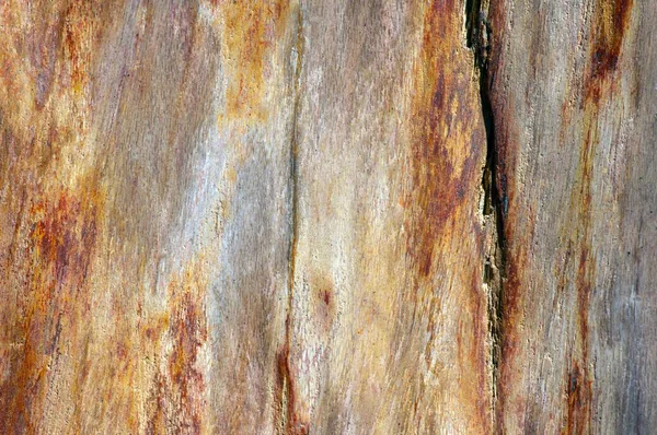 Petrified Teak Wood Fossil Texture Shallow Focus Natural Background — Stock Photo, Image