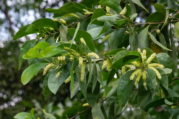 Acacia Crassicarpa Flores Hojas Verdes Enfoque Seleccionado —  Fotos de Stock
