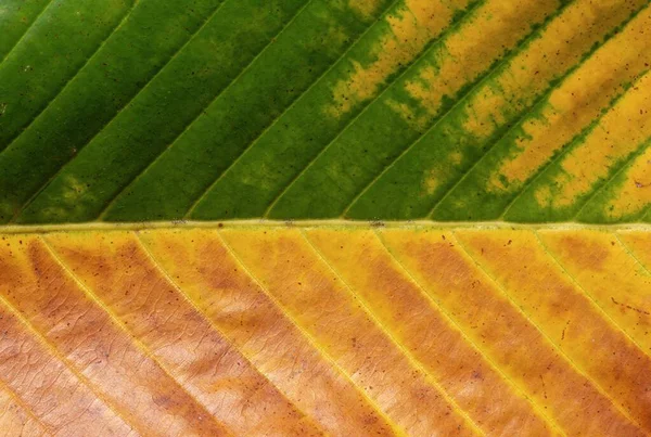 Yellow Green Leaf Closeup Selected Focus — Stock Photo, Image