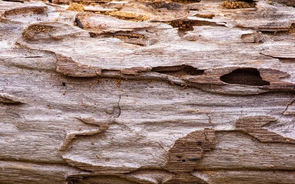 Powierzchnia Starego Drewna Tekowego Dla Naturalnego Tła Płytkiej Ostrości — Zdjęcie stockowe