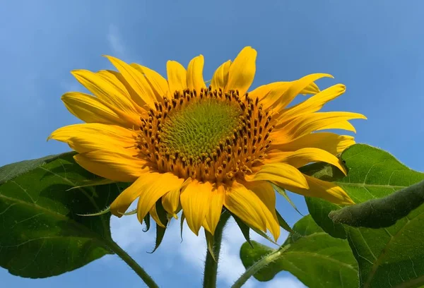 Mavi arka planda, sığ bir odak noktasında açan bir ayçiçeği.