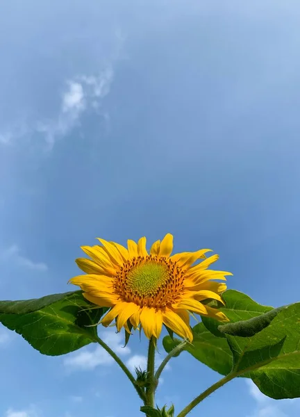 Mavi arka planda, sığ bir odak noktasında açan bir ayçiçeği.