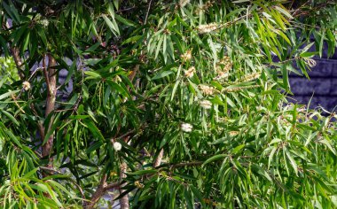 Melaleuca cajuputi bitkilerinin yeşil yaprakları ve çiçekleri, genellikle cajuput olarak bilinir.