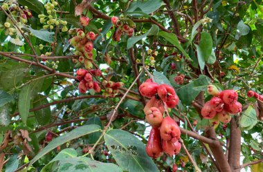 Ağacında elma suyu, gül elması ya da sulak elma olarak bilinir..