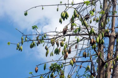 Beyaz ipek pamuk ağacı (Ceiba pentandra), Kapuk Randu (Cava), daimi meyve yatak ve yastık yapımında kullanılabilir..