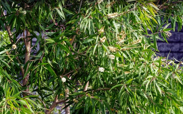 Melaleuca cajuputi bitkilerinin yeşil yaprakları ve çiçekleri, genellikle cajuput olarak bilinir.