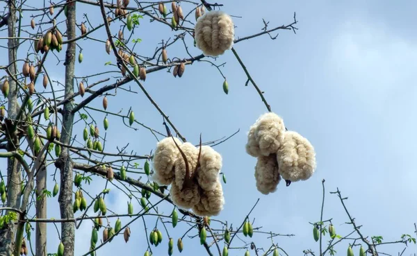 Árbol Algodón Seda Blanca Ceiba Pentandra Kapuk Randu Javanese Fruta —  Fotos de Stock