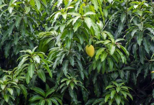 緑色の葉と果実を持つマンゴーの木 マンギフェラ — ストック写真