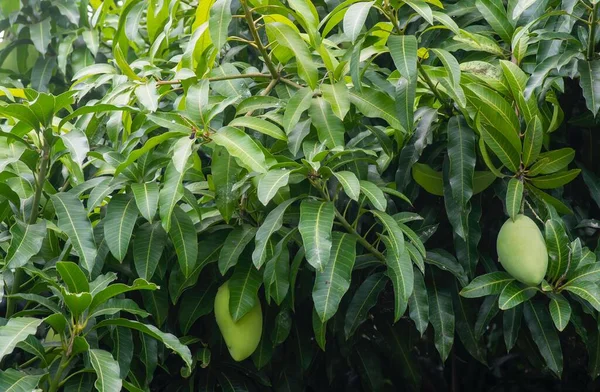 緑色の葉と果実を持つマンゴーの木 マンギフェラ — ストック写真