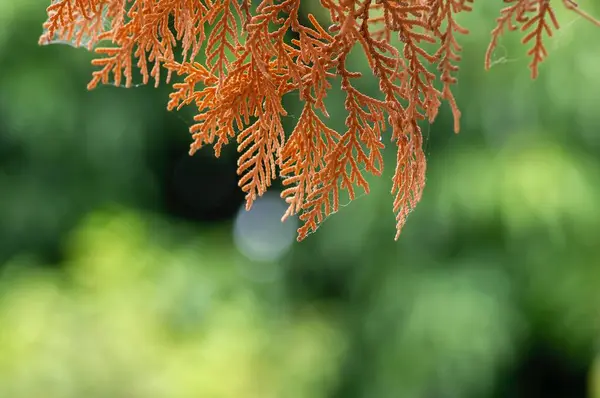 Ξηρά Arborvitaes Thuja Spp Φύλλα Ρηχή Εστίαση Αειθαλή Μέλη Της — Φωτογραφία Αρχείου