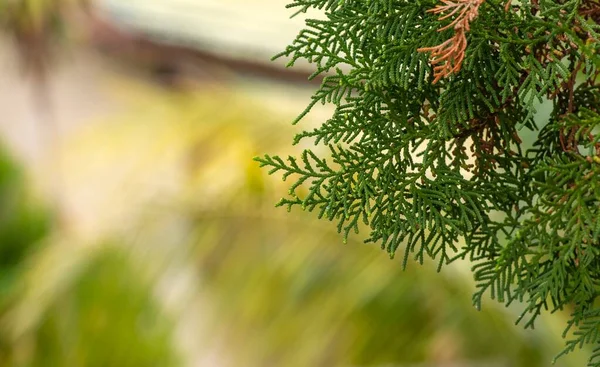 Gröna Arborvitaes Thuja Spp Blad Grunt Fokus Evergreen Medlemmar Cypress — Stockfoto