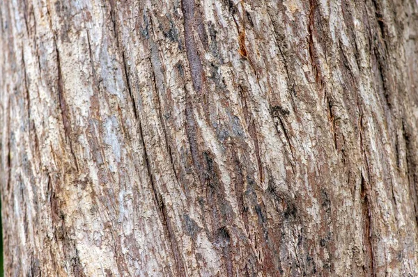 Kůra Stromů Druhu Arborvitaes Thuja Spp Rostlina Přírodní Pozadí — Stock fotografie