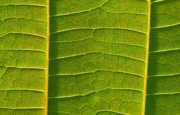 Uma Bela Folha Jabon Anthocephalus Macrophyllus Veias Foliares — Fotografia de Stock